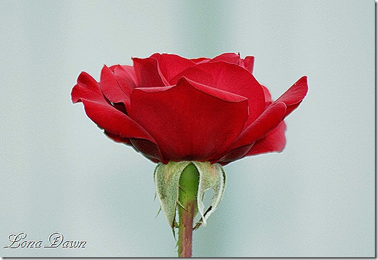 Rose_CrimsonBouquet_Aug