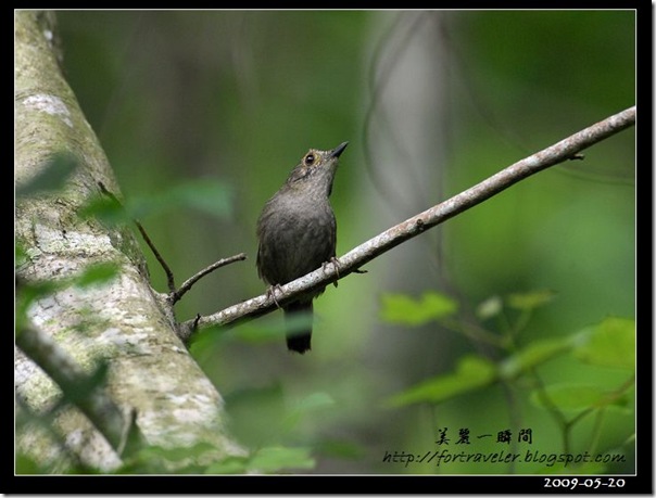 頭烏線(2009-05-20鯉魚山)1130