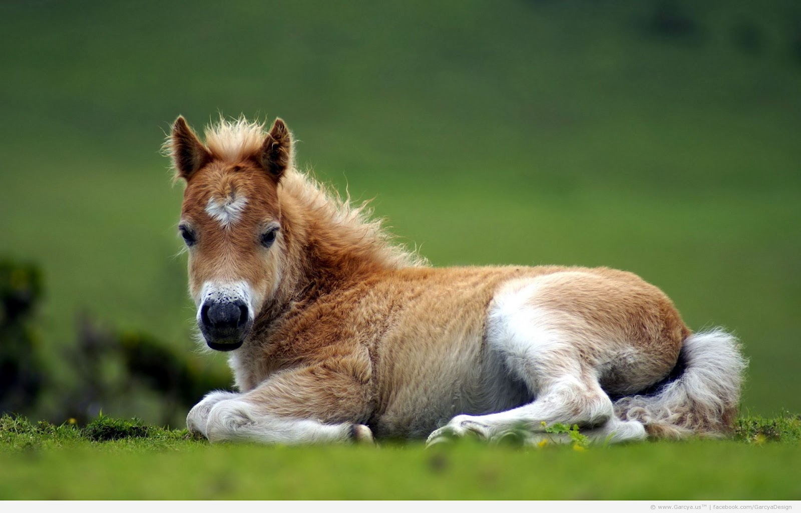Gambar Anak Kuda Unik, Aneh, Lucu, Dan Imut Banget | Flora - Fauna