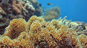 Wakatobi