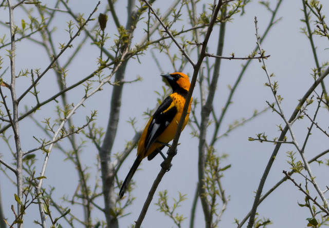 Spot-breasted Oriole - Markham Park, Florida