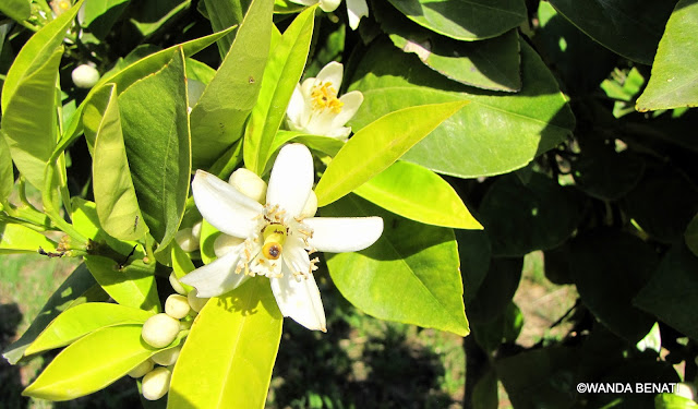 Fiori di Arancio Amaro