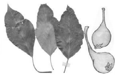 Груша высокая (Pyrus elata)