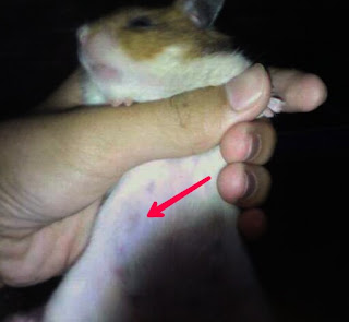  Kelucuan dan keimutan budpekerti hewan peliharaan yang satu ini membuat banyak orang yang m INI Tanda Tanda Hamster Yang Sedang Hamil