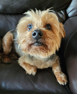 Asterix Male Yorkie