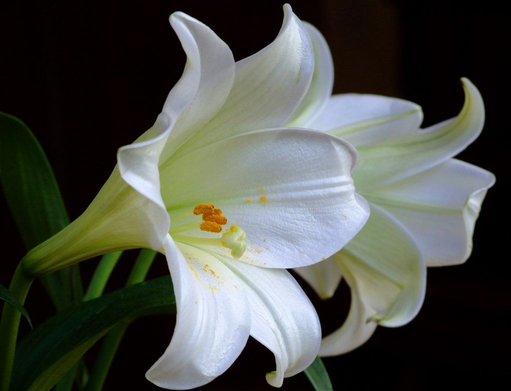 Lily FLower Wallpaper