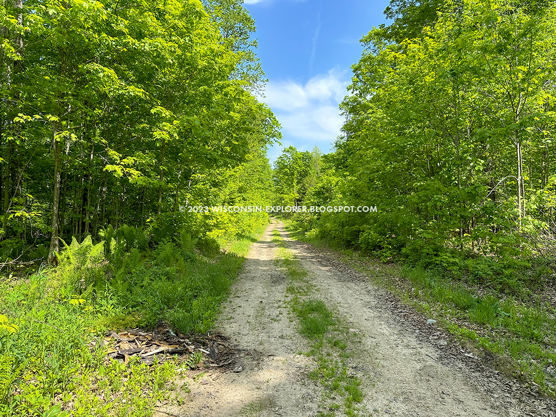 gravel road between trees