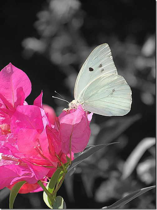 butterfly 3