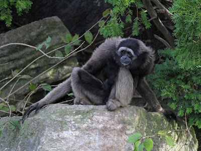 Foto Gibbon Kalimantan atau Owa-Owa