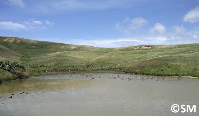 Photo d'oiseaux sur les chemins de Motutapu Auckland Nouvelle-Zélande 