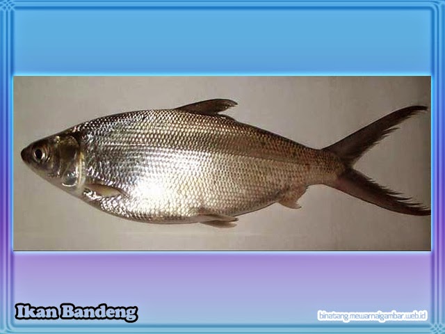  Nama  Nama  Ikan  Laut