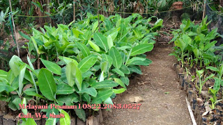 Bibit Pisang Raja Bulu, Bibit Pisang Unggul Jawa Timur, Bibit Pisang Unggul Jogja, Jual Bibit Pisang Agung Lumajang, Jual Bibit Pisang Tongkat Langit, Jual Bibit Pisang Songgolangit, Jual Bibit Pisang Cavendish Lampung, Jual Bibit Pisang Di Lampung, Jual Bibit Pisang Ambon Lumut, Jual Bibit Pisang Tongka Langit, Jual Bibit Pisang Merah, Jual Bibit Pisang Mas Kirana, Jual Bibit Pisang Murah, Jual Bibit Pisang Mas Kirana Lumajang, Jual Bibit Pisang Magelang,