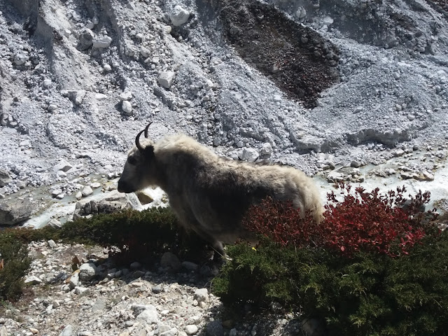 White Yak