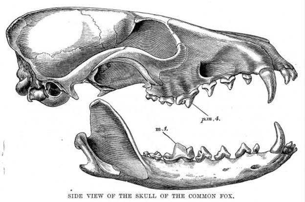 botulismo-ossos-pasto-bones-skull-cattle-vetarq