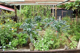 vegetable garden in raised beds