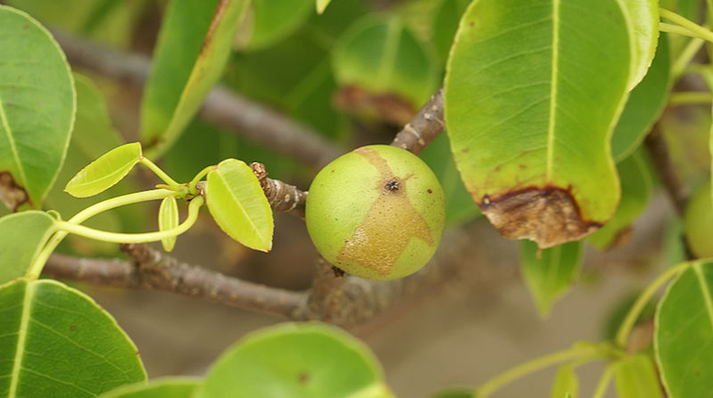 La Manzanilla - el árbol más peligroso del mundo por varias razones