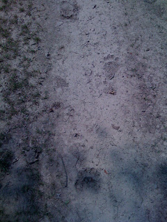 Bear tracks in the Mountains