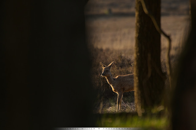 Ree - Roe Deer - Capreolus capreolus