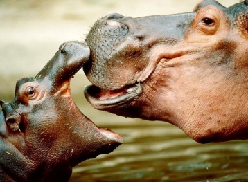 Foto de madre e hijo hipopótamo jugando