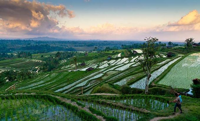 Pemandangan Desa Persawahan Keindahan Sawah