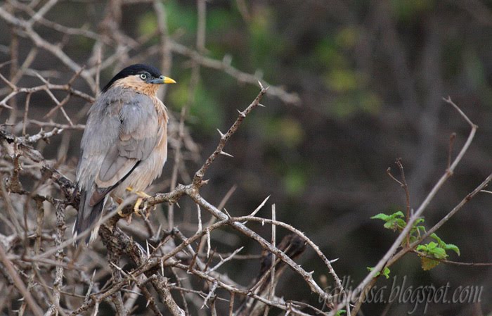 Brahminy Myna