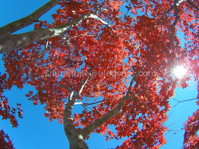 Wuling Farm maple autumn foliage