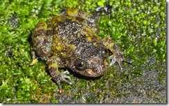 DEVEN'S NIGHT FROG- Nyctibatrachus deveni