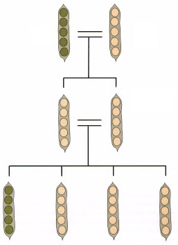 Gregor Mendel's 189th Birthday