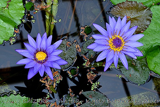 Glória Ishizaka - Ninféia -  Kyoto Botanical Garden 2012 - 5