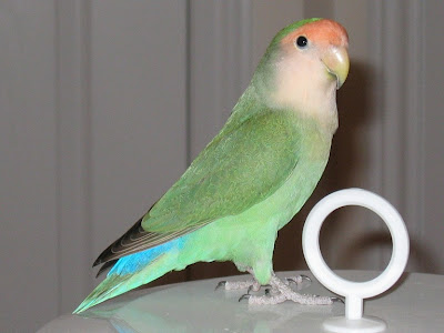 Lovebird Picture