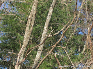 Downy Woodpecker