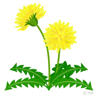 Dandelion-clipart1