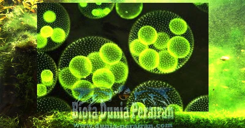 Mengenal Fitoplankton Sebagai Zat Organik Penting Dalam 