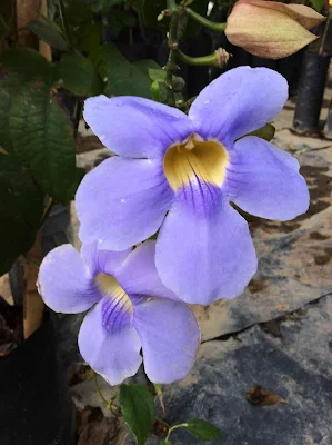 Parra reloj - Thunbergia grandiflora