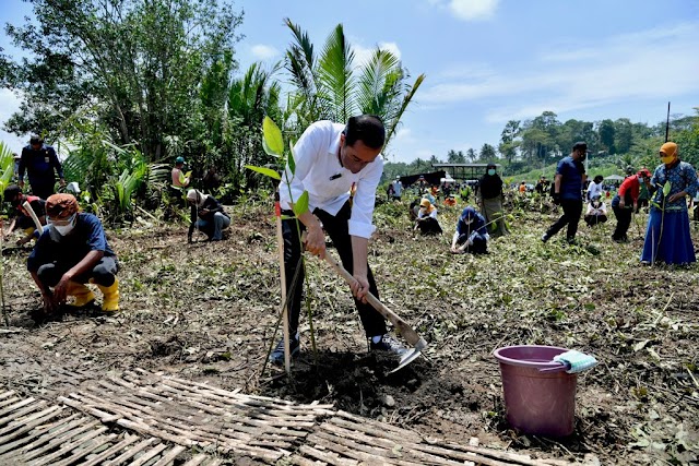 Presiden Jokowi Tanam Mangrove Bersama Masyarakat di Cilacap  