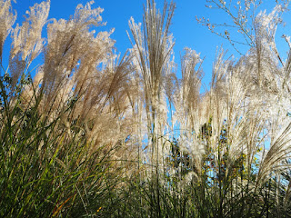 Plomalls blancs al Parc de les Aigües (Barcelona) per Teresa Grau Ros