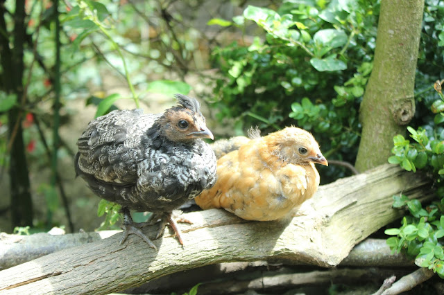 Three chicks in a forest garden