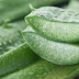 Aloe Vera Recipe For Cancer Treat