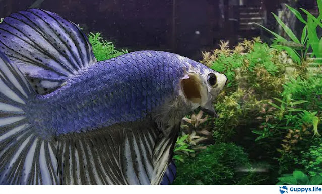 Guppy Skin Flukes Treatment