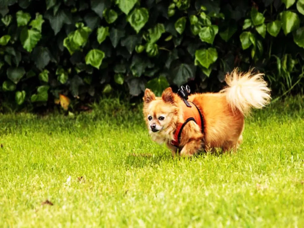 How to Care for a Pomeranian Chihuahua Mix