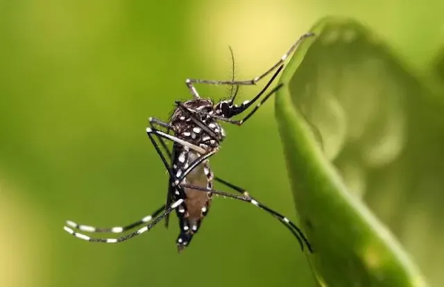 Primeiro caso de dengue tipo 3 é registrado no estado do Rio em 2025