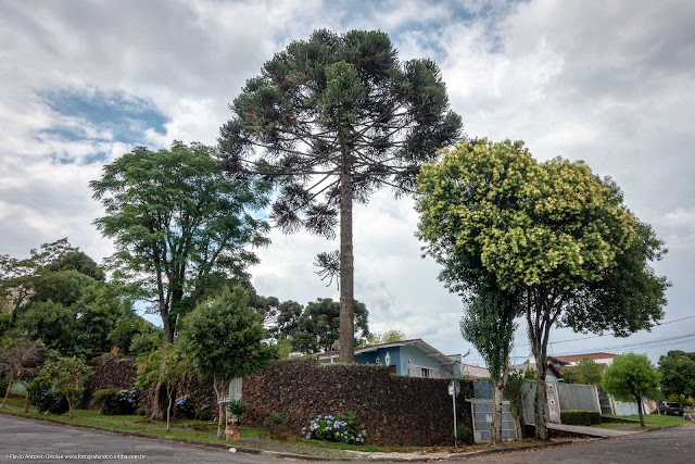 Mais um pinheiro, este no Boa Vista