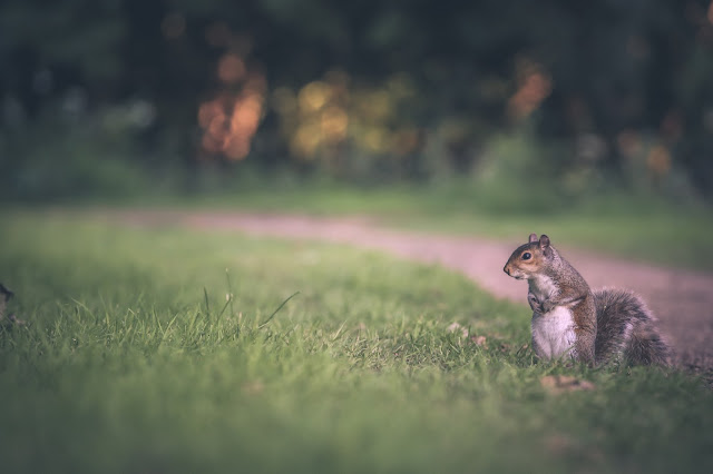 desktop, wallpapers, screensavers, backgrounds, wildlife, animals, squirrel