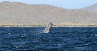 Gray Whale