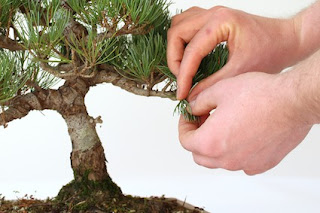 Why My Juniper Bonsai Will not Recover from Pruning 