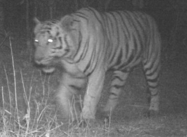 Urban Tigers of Bhopal