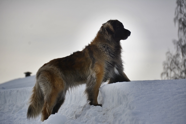 leonberger