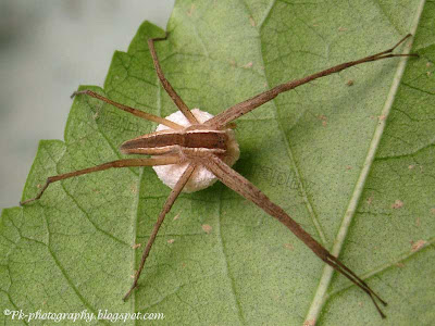 Spider With Egg Sac