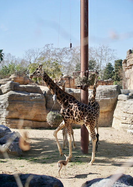 BARCELONA ZOO