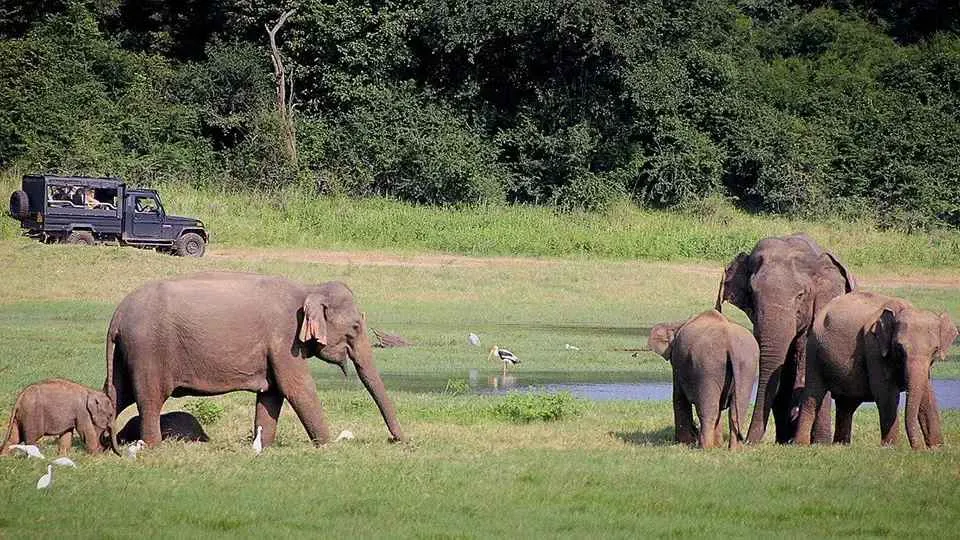 Группа слонов с детенышами пьют воду. За ними наблюдают туристы в джипе